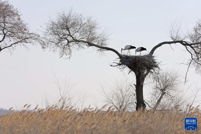 “鸟中国宝”东方白鹳黑龙江多地现身(图4)