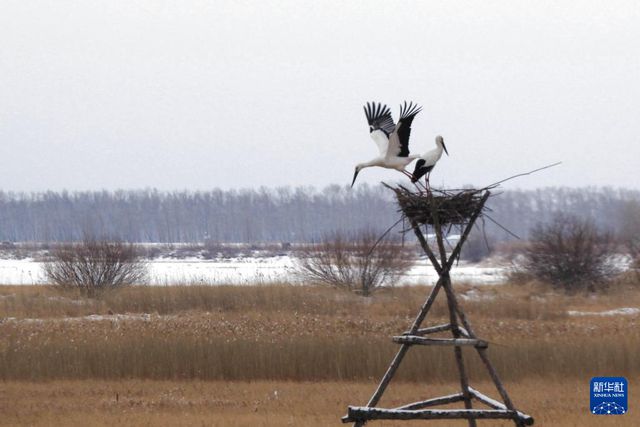 “鸟中国宝”东方白鹳黑龙江多地现身(图5)