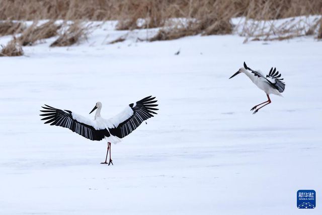 “鸟中国宝”东方白鹳黑龙江多地现身(图1)