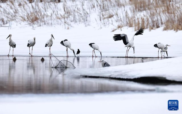 “鸟中国宝”东方白鹳黑龙江多地现身(图2)