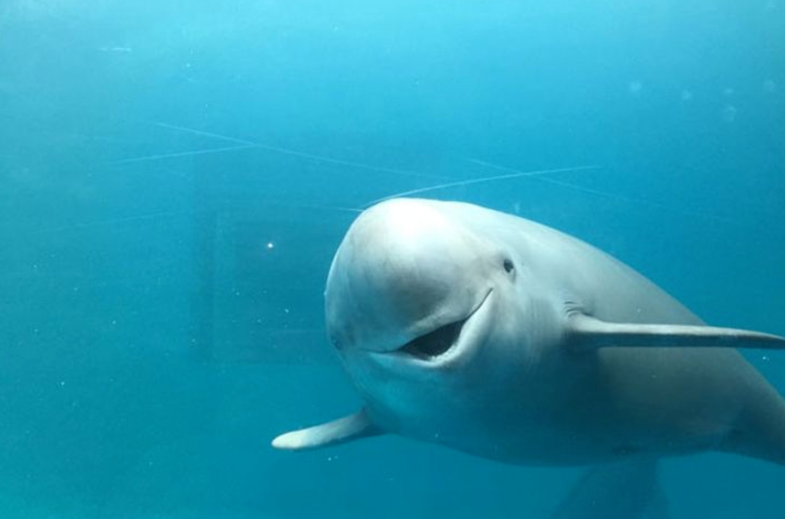 随意弃养异宠存在外来物种入侵风险 记者调查异宠买卖饲养链条(图1)