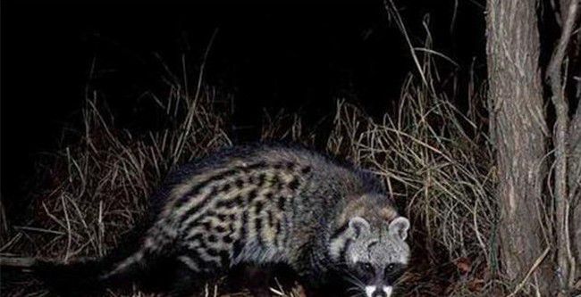 世界上已灭绝的十二种珍稀动物每一个都是国宝级的动物(图5)