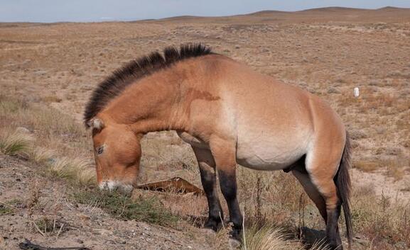 世界上已灭绝的十二种珍稀动物每一个都是国宝级的动物(图6)