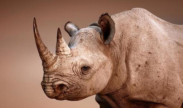 世界上已灭绝的十二种珍稀动物每一个都是国宝级的动物(图7)