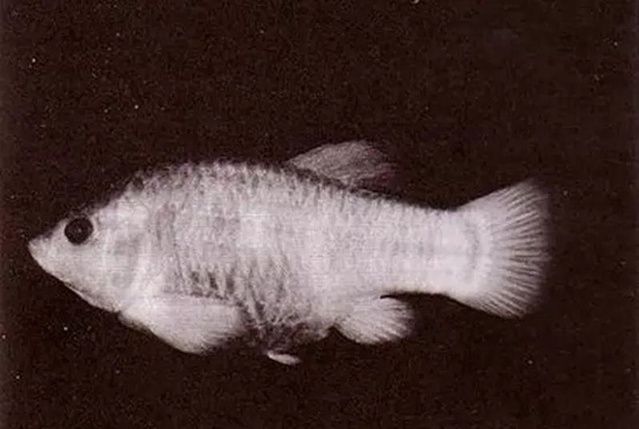 世界上已灭绝的十二种珍稀动物每一个都是国宝级的动物(图8)