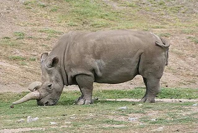 世界上已灭绝的十二种珍稀动物每一个都是国宝级的动物(图10)