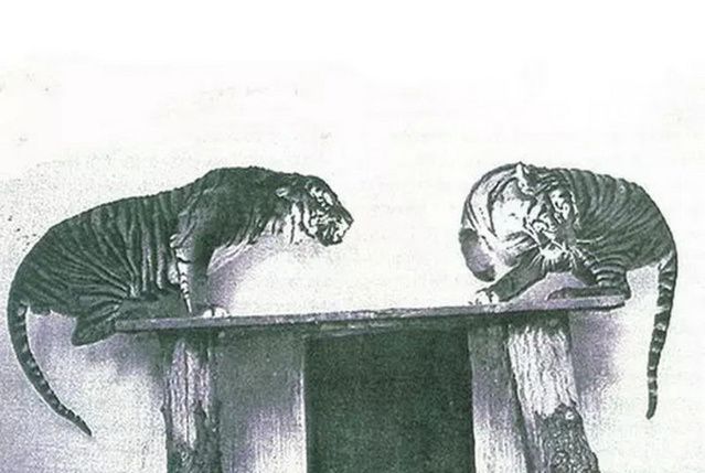 世界上已灭绝的十二种珍稀动物每一个都是国宝级的动物(图11)