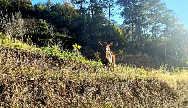 角像鹿、蹄像牛、头像羊、尾像驴！云南临沧发现“四不像”奇特动物经鉴定系中华鬣羚(图1)