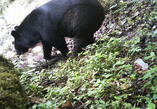 角像鹿、蹄像牛、头像羊、尾像驴！云南临沧发现“四不像”奇特动物经鉴定系中华鬣羚(图2)