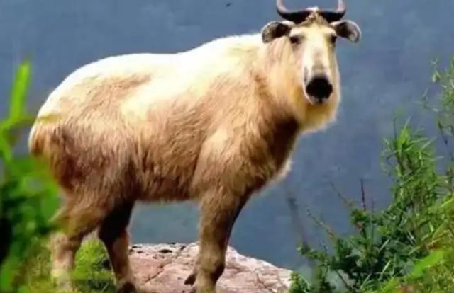 大量“野山牛”现身四川雅安体魄强健所向披靡被称为森林之霸(图4)