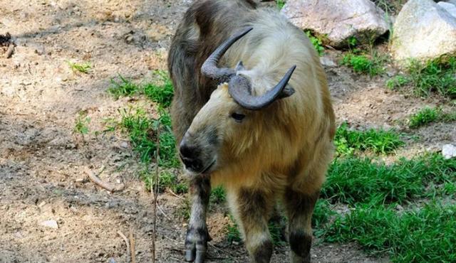 大量“野山牛”现身四川雅安体魄强健所向披靡被称为森林之霸(图8)