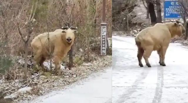 大量“野山牛”现身四川雅安体魄强健所向披靡被称为森林之霸(图6)