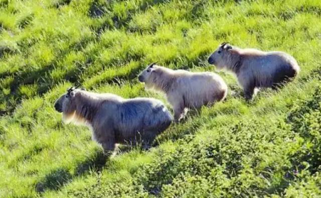 大量“野山牛”现身四川雅安体魄强健所向披靡被称为森林之霸(图3)