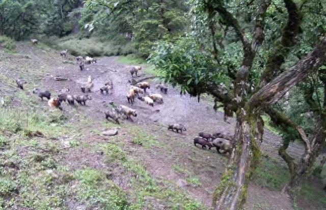 大量“野山牛”现身四川雅安体魄强健所向披靡被称为森林之霸(图1)