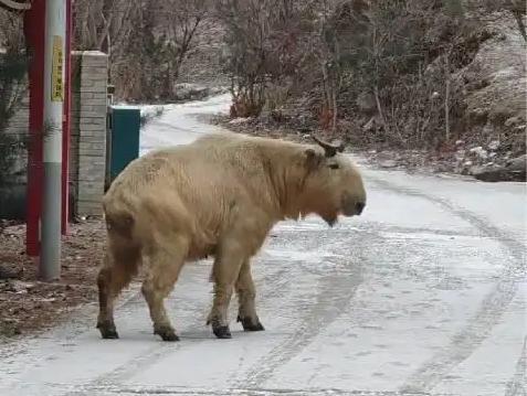 大量“野山牛”现身四川雅安体魄强健所向披靡被称为森林之霸(图5)