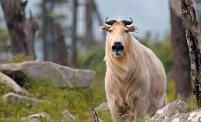 大量“野山牛”现身四川雅安体魄强健所向披靡被称为森林之霸(图2)