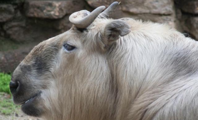 大量“野山牛”现身四川雅安体魄强健所向披靡被称为森林之霸(图7)