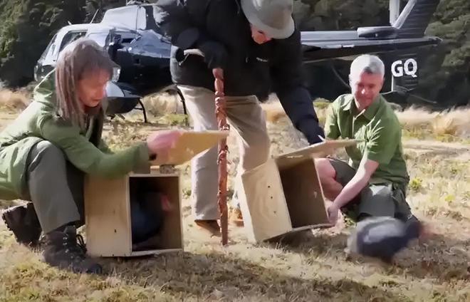 宣布灭绝的“大便超人”50年后重新出现一次能拉9米长粑粑(图1)