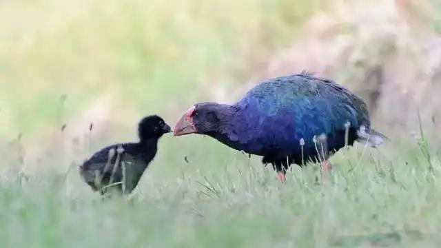 宣布灭绝的“大便超人”50年后重新出现一次能拉9米长粑粑(图5)