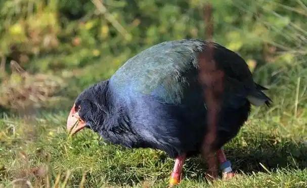 宣布灭绝的“大便超人”50年后重新出现一次能拉9米长粑粑(图9)