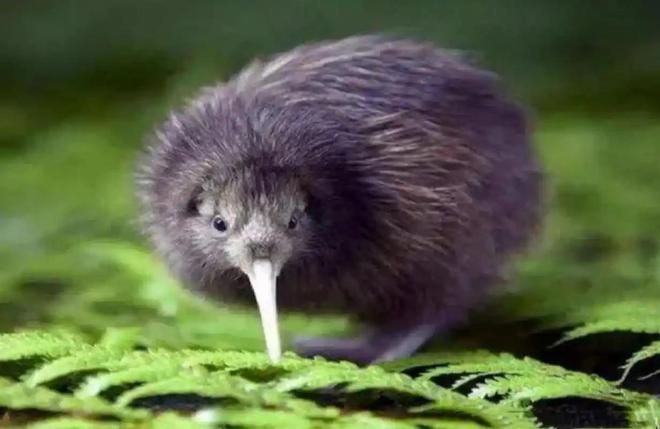 宣布灭绝的“大便超人”50年后重新出现一次能拉9米长粑粑(图15)