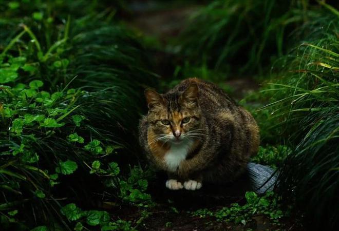 宣布灭绝的“大便超人”50年后重新出现一次能拉9米长粑粑(图8)