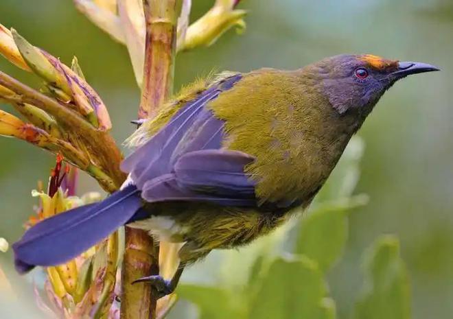 宣布灭绝的“大便超人”50年后重新出现一次能拉9米长粑粑(图14)