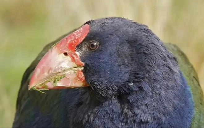 宣布灭绝的“大便超人”50年后重新出现一次能拉9米长粑粑(图13)