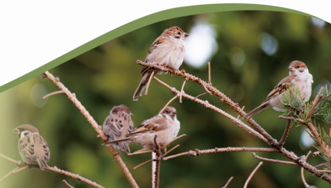 国际爱鸟日·共同守护空中精灵湖北当阳：全链条打击非法猎售野生鸟类犯罪(图1)