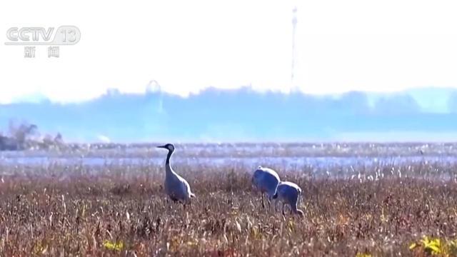 “珍稀访客”频亮相 去年我国越冬水鸟监测数量创新高(图2)