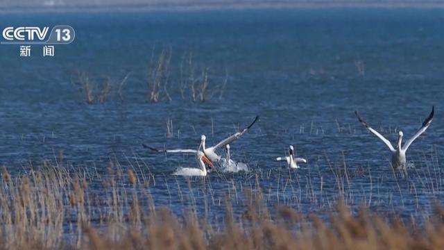 “珍稀访客”频亮相 去年我国越冬水鸟监测数量创新高(图1)