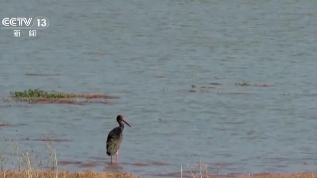 “珍稀访客”频亮相 去年我国越冬水鸟监测数量创新高(图4)