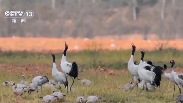 “珍稀访客”频亮相 去年我国越冬水鸟监测数量创新高(图6)