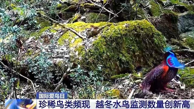 “珍稀访客”频亮相 去年我国越冬水鸟监测数量创新高(图3)