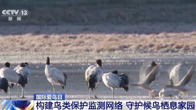 “珍稀访客”频亮相 去年我国越冬水鸟监测数量创新高(图5)