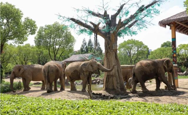 上海现“双熊会”？上海野生动物园将建极地馆引进一对北极熊(图3)