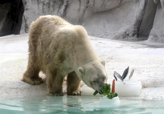 上海现“双熊会”？上海野生动物园将建极地馆引进一对北极熊(图1)