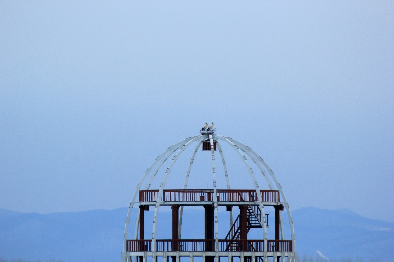 跟着镜头游龙江｜飞雪挠力河 候鸟迎春归(图3)