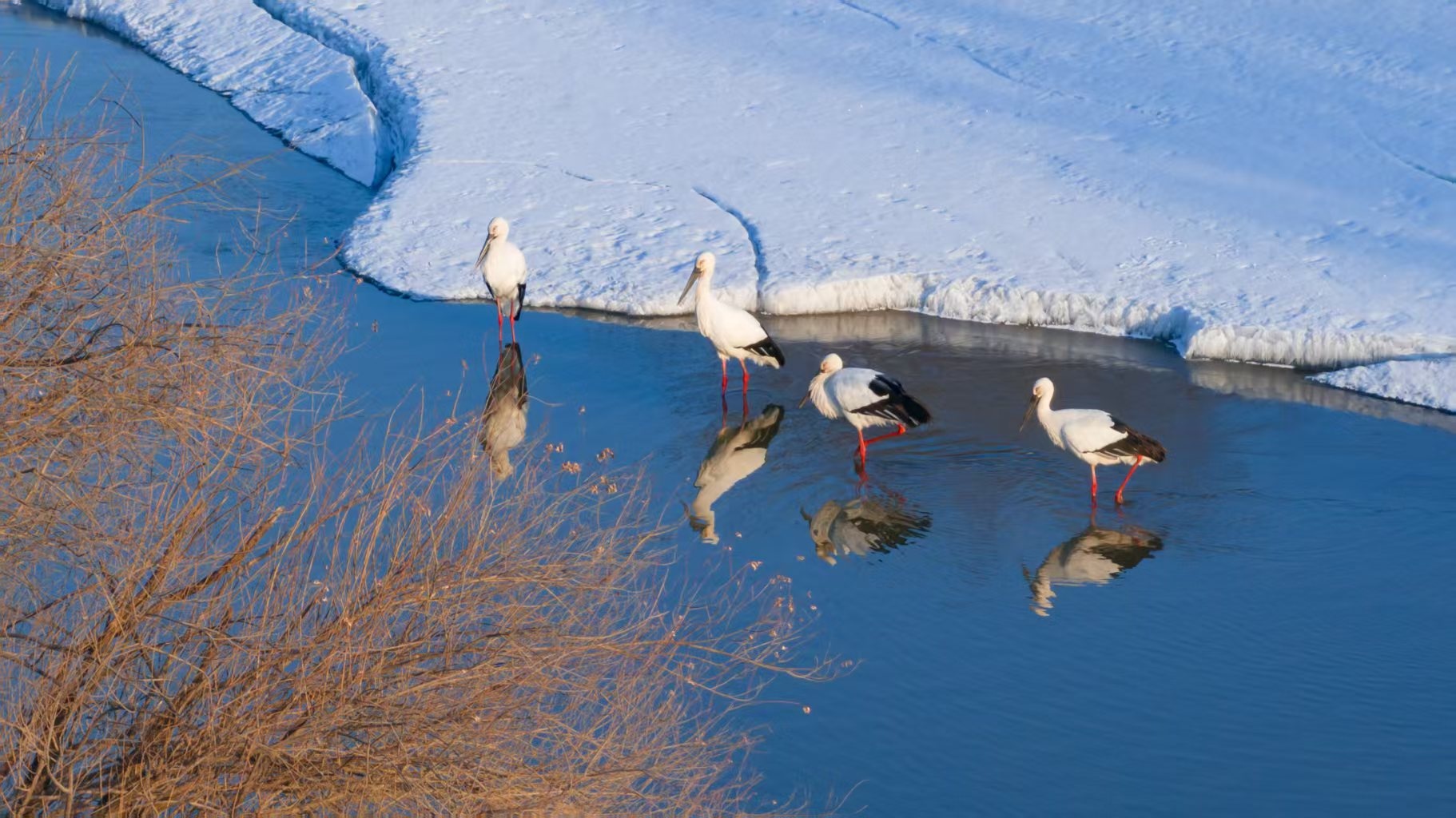 跟着镜头游龙江｜飞雪挠力河 候鸟迎春归(图2)