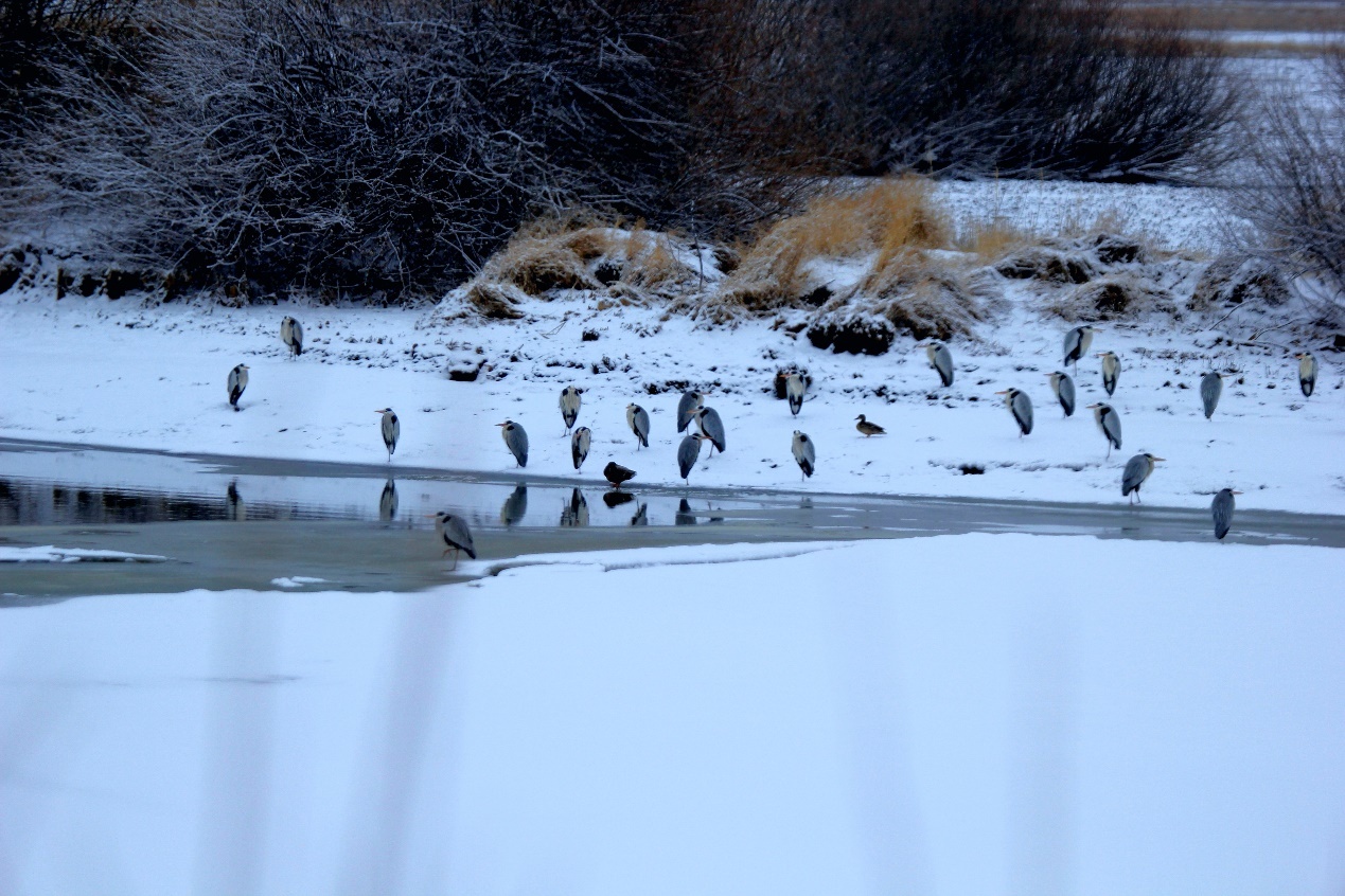 跟着镜头游龙江｜飞雪挠力河 候鸟迎春归(图1)