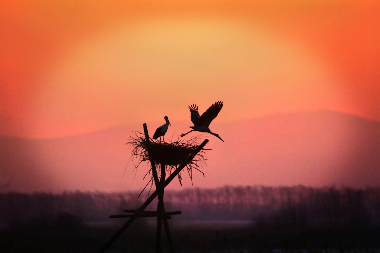 跟着镜头游龙江｜飞雪挠力河 候鸟迎春归(图6)