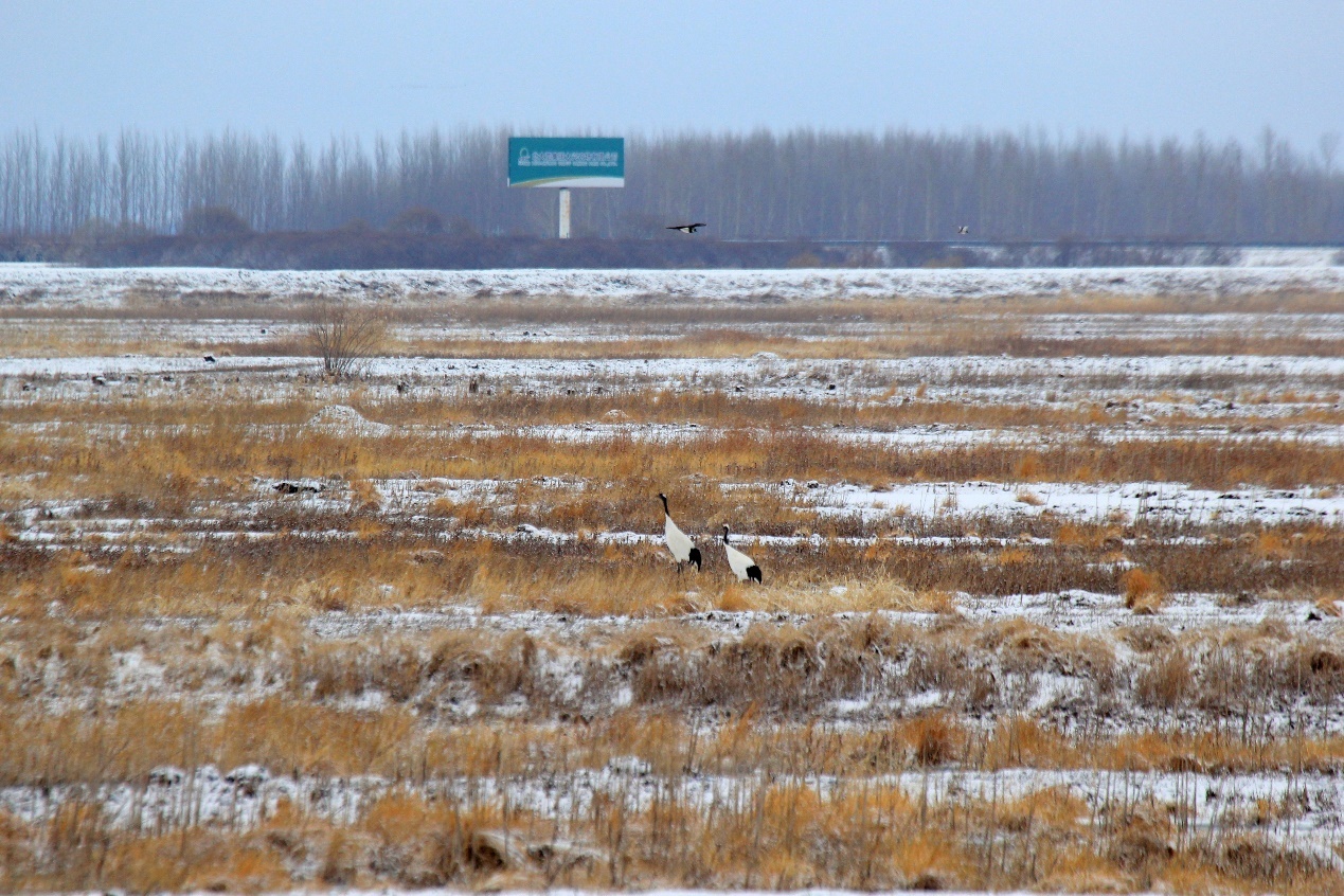 跟着镜头游龙江｜飞雪挠力河 候鸟迎春归(图7)