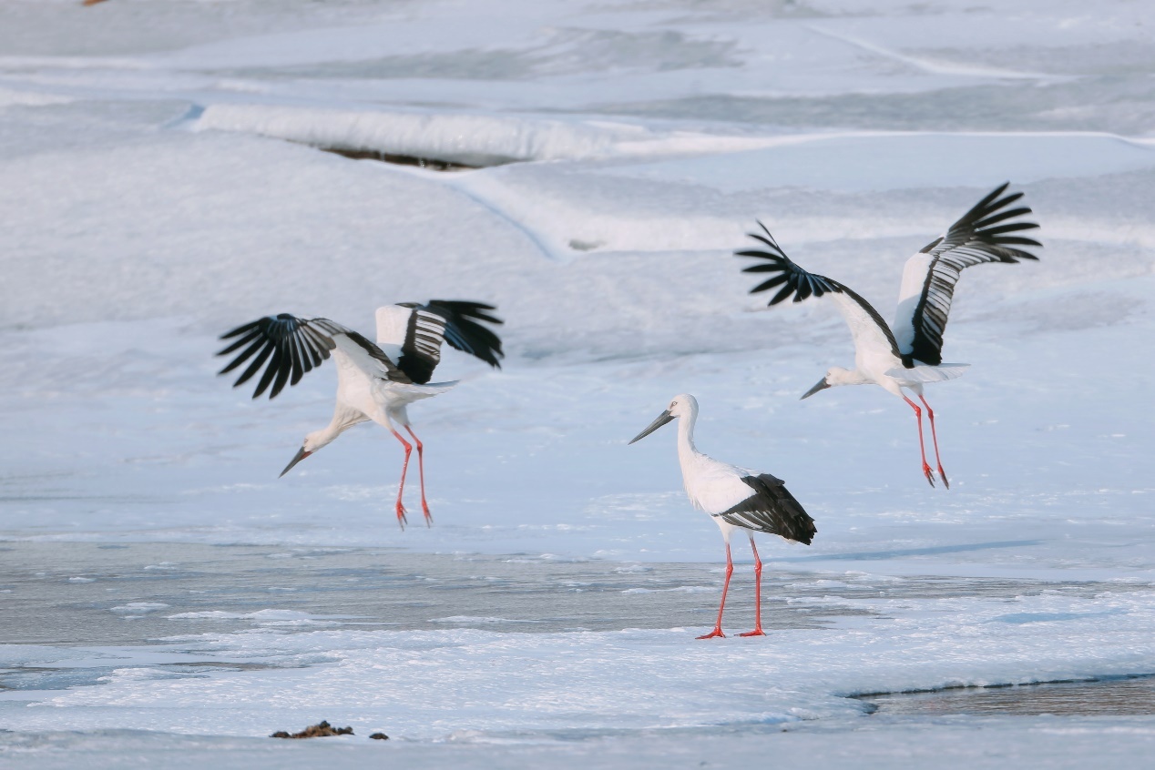 跟着镜头游龙江｜飞雪挠力河 候鸟迎春归(图4)