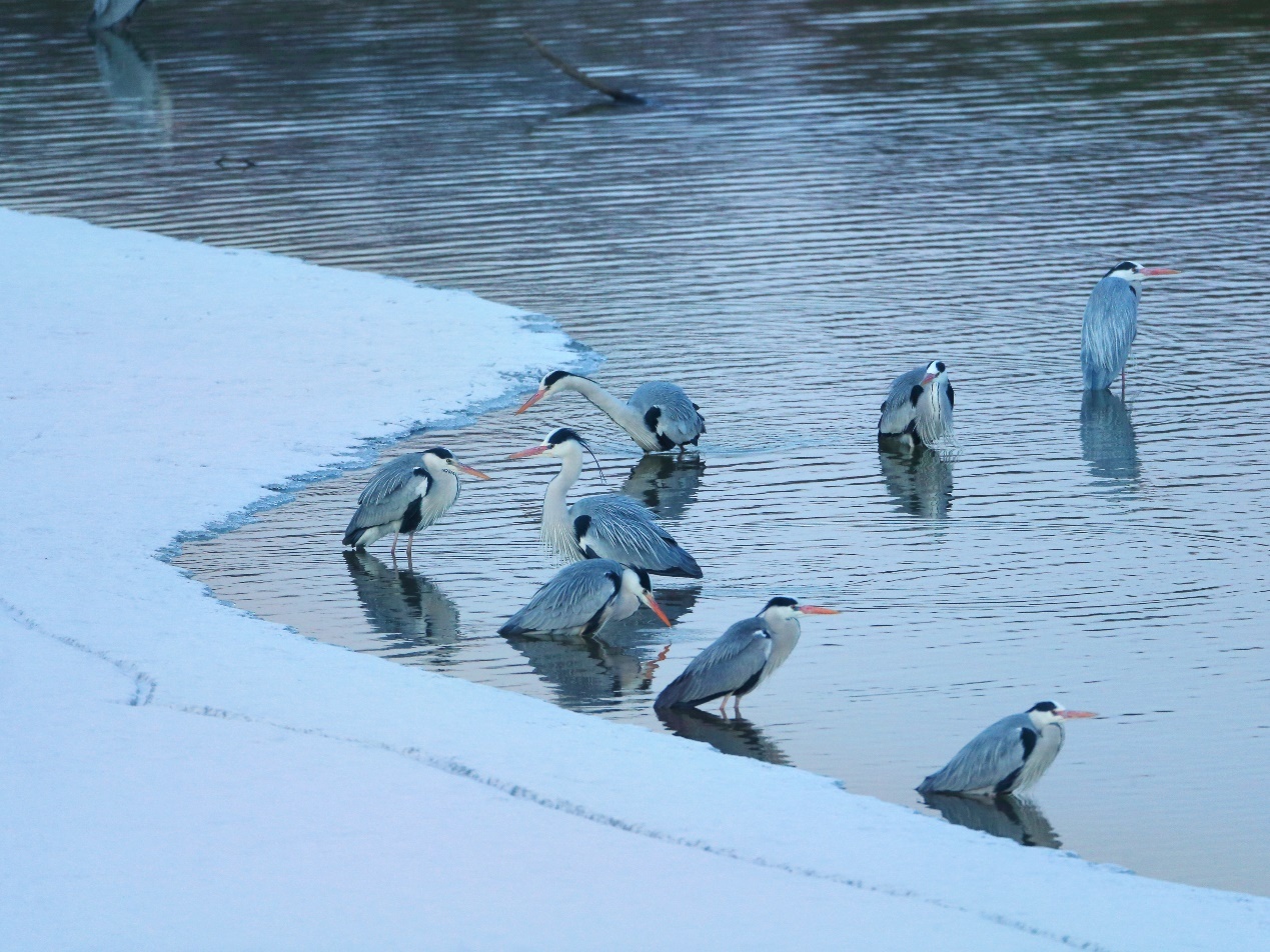 跟着镜头游龙江｜飞雪挠力河 候鸟迎春归(图5)