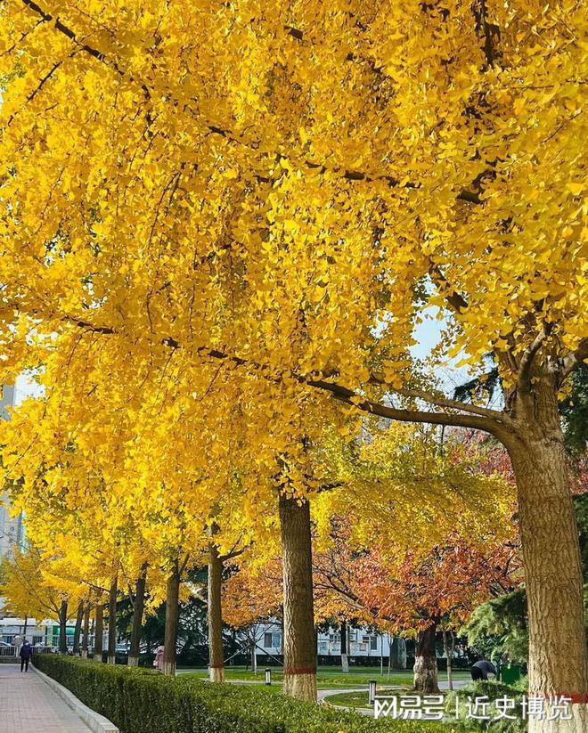 熬过3次生物灭绝存活4亿年的“活化石”如今被农民拿来喂鸡鸭(图9)