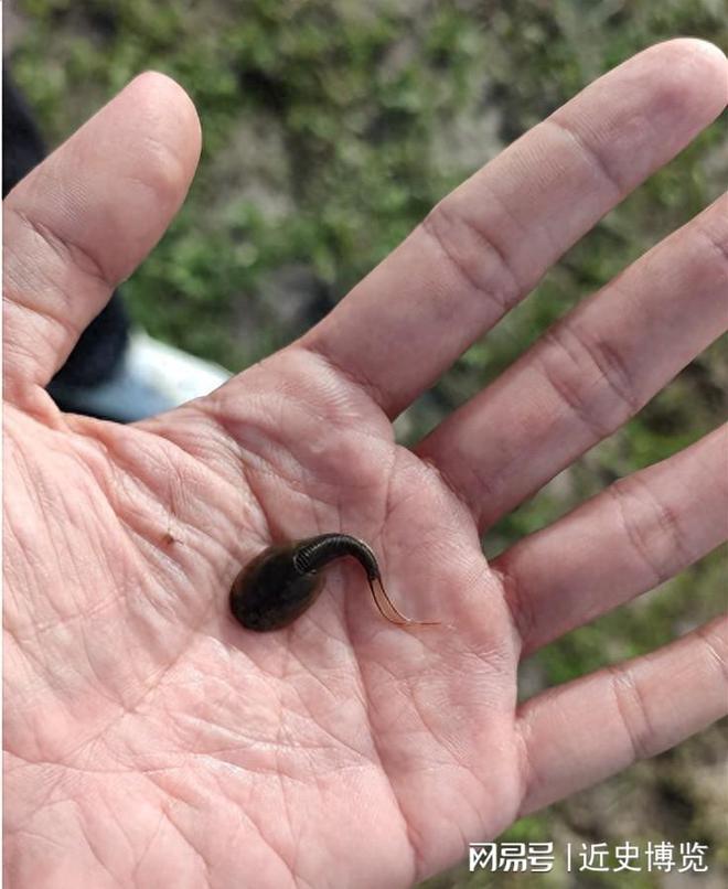 熬过3次生物灭绝存活4亿年的“活化石”如今被农民拿来喂鸡鸭(图1)