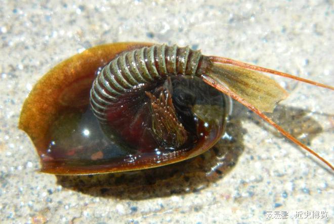 熬过3次生物灭绝存活4亿年的“活化石”如今被农民拿来喂鸡鸭(图6)