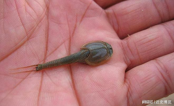 熬过3次生物灭绝存活4亿年的“活化石”如今被农民拿来喂鸡鸭(图7)