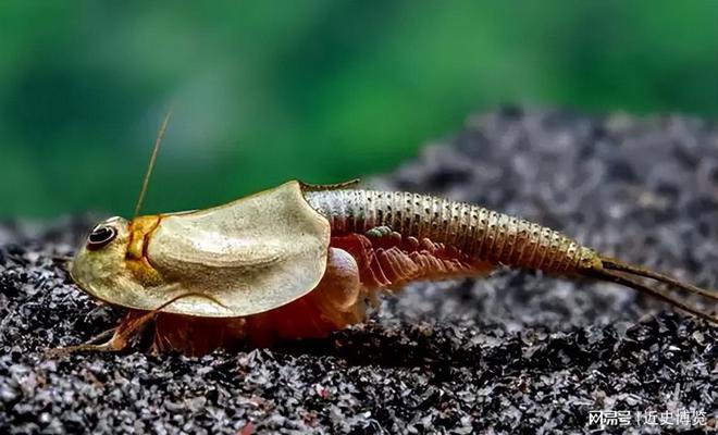 熬过3次生物灭绝存活4亿年的“活化石”如今被农民拿来喂鸡鸭(图3)