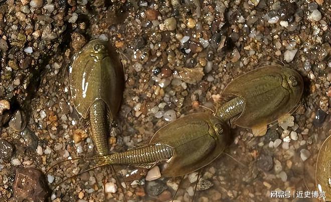 熬过3次生物灭绝存活4亿年的“活化石”如今被农民拿来喂鸡鸭(图2)